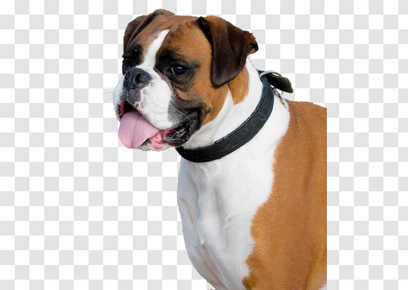 Boxer French Bulldog Dobermann Miniature Schnauzer - Animal - The Year Of Dog. Transparent PNG