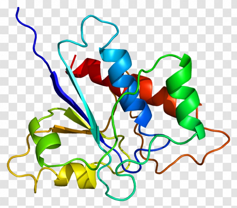 Protein Phosphatase ACP1 Enzyme - Frame - Silhouette Transparent PNG