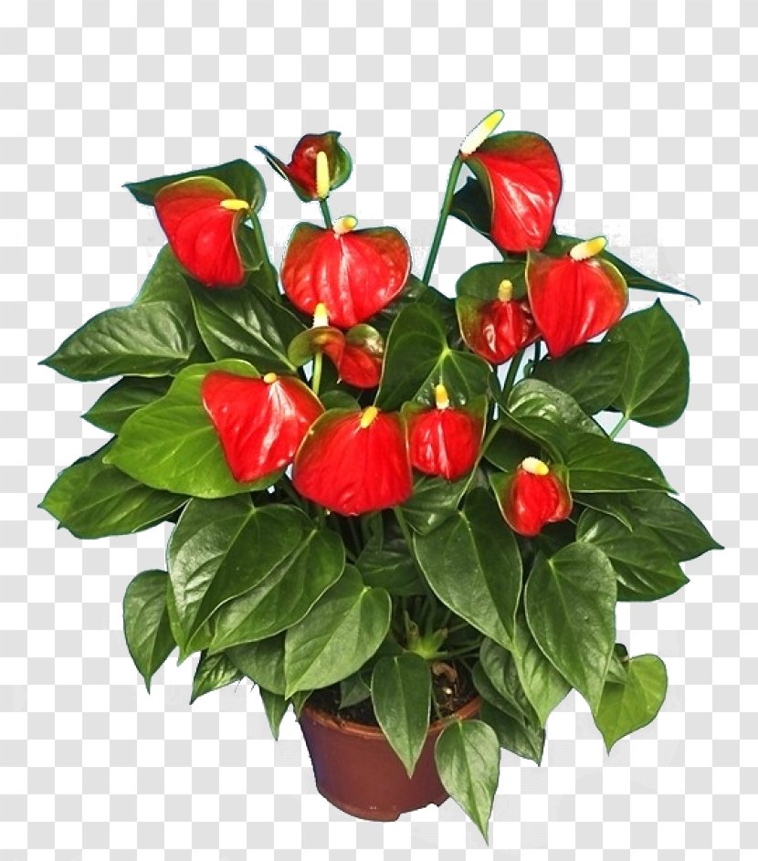 Anthurium Andraeanum Houseplant Flower Shoeblackplant - Chili Pepper - Plant Transparent PNG