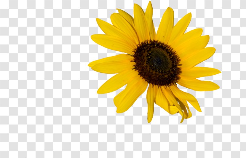 Clip Art Image Sunflower Illustration - Plant - Aesthetic Webdesign Transparent PNG