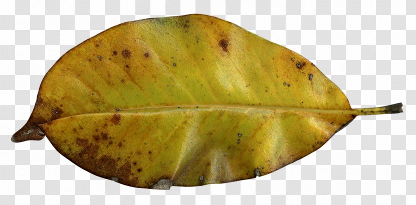 Photoblog Information Photography - Blog - Yellow Autumn Leaves Transparent PNG