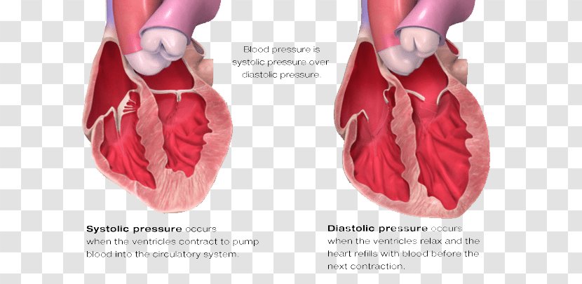 Diastole Blood Pressure Systole Heart - Frame Transparent PNG
