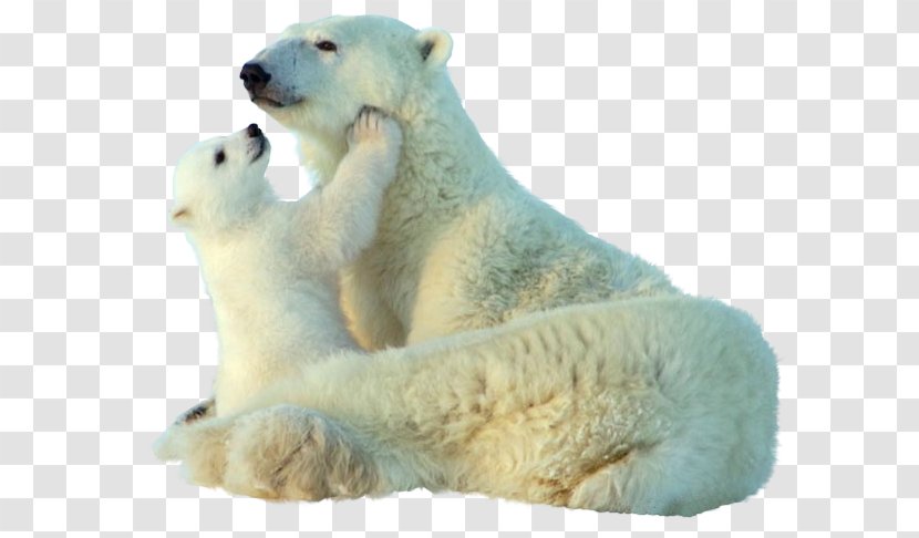 Baby Polar Bear Giant Panda Animal Clip Art Transparent PNG
