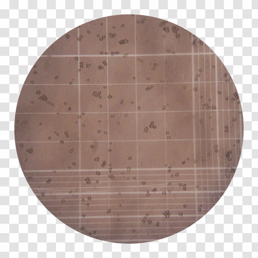 Collagenase Clostridium Histolyticum Cell Tissue Plywood - Variance - Brown Transparent PNG