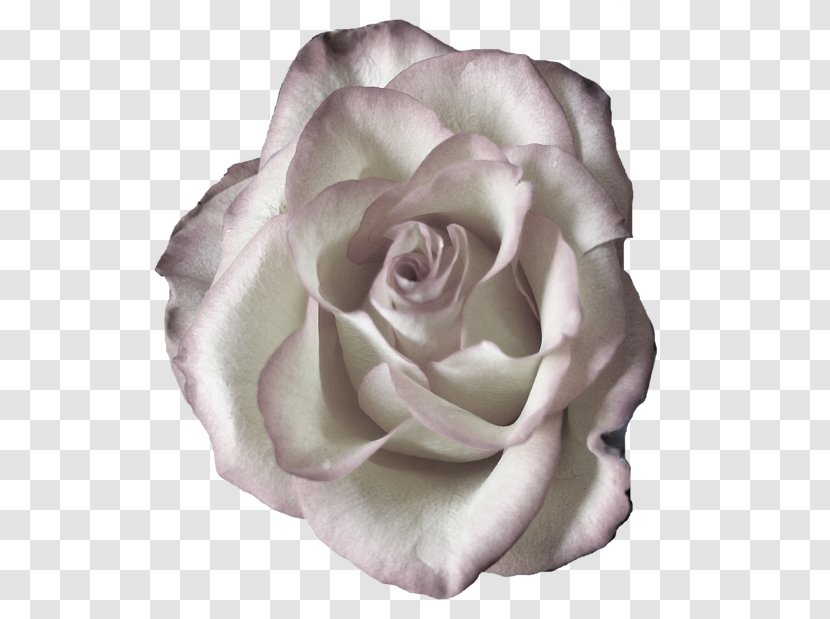 Garden Roses Cabbage Rose Floribunda Cut Flowers Petal - Family - Fading Background Transparent PNG
