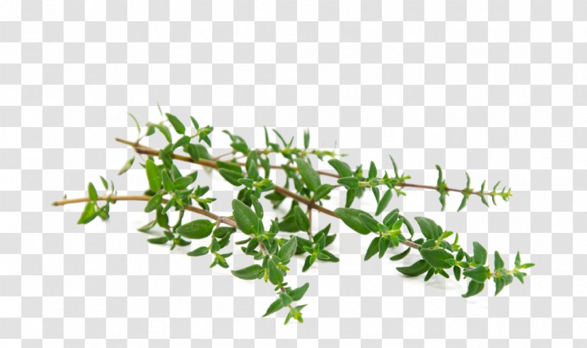 Garden Thyme Herb Oil Leaf - Health Transparent PNG