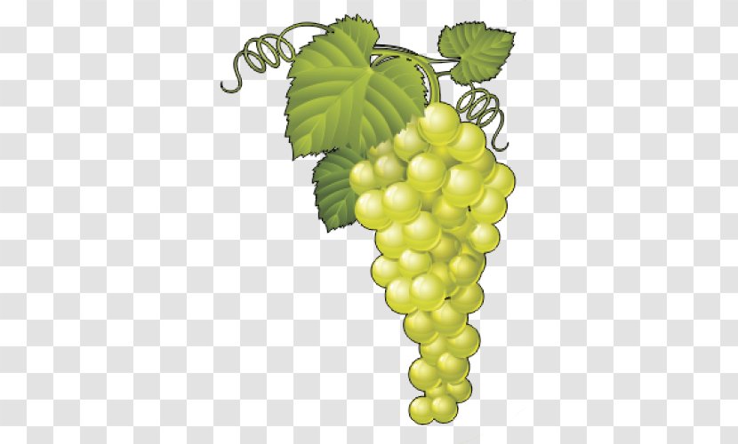 Sultana Common Grape Vine Wine Vector Graphics - Flowering Plant Transparent PNG