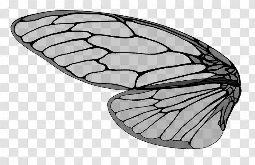 Ant Insect Wing Cicadidae Transparent PNG