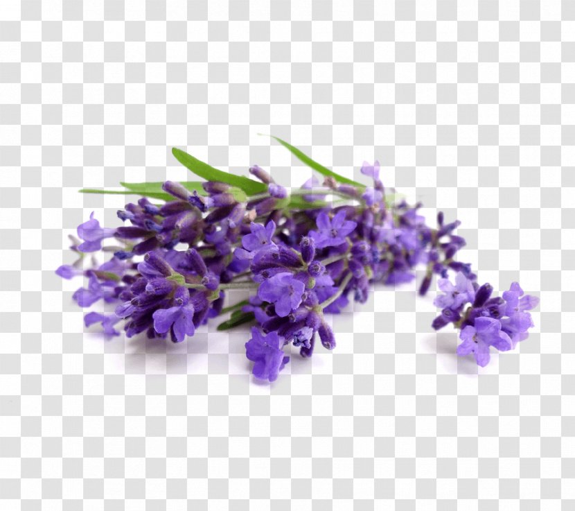 Lavender Oil Essential Cananga Odorata Perfume - Violet Transparent PNG