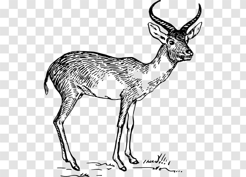 Pronghorn Antelope Deer Impala - Bohor Reedbuck Transparent PNG