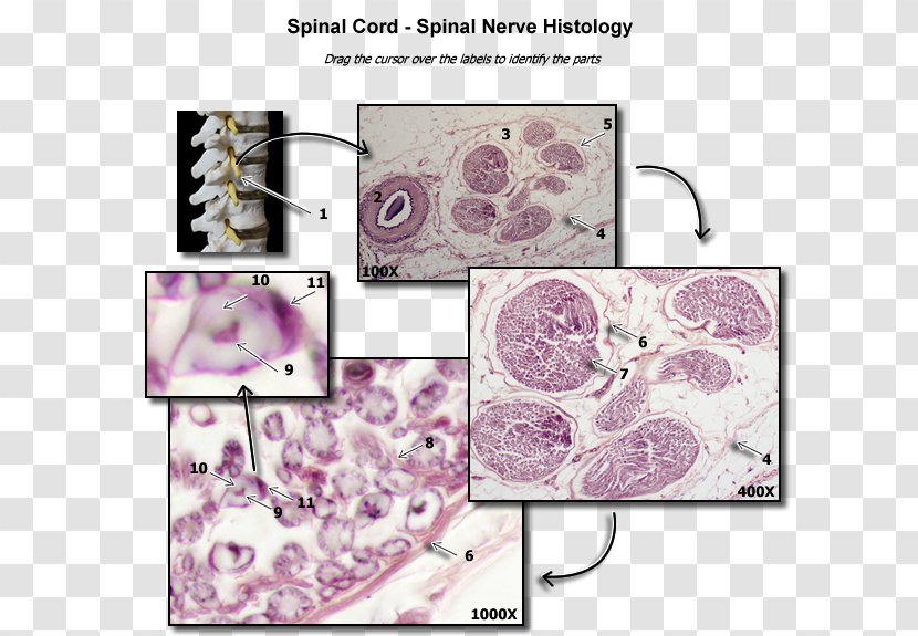 Violet Lilac Lavender Purple Spinal Nerve - Intervertebral Foramen - Anatomy Transparent PNG