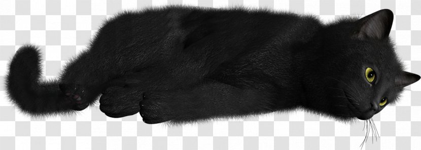 Black Cat Kitten Whiskers Domestic Short-haired - M Transparent PNG