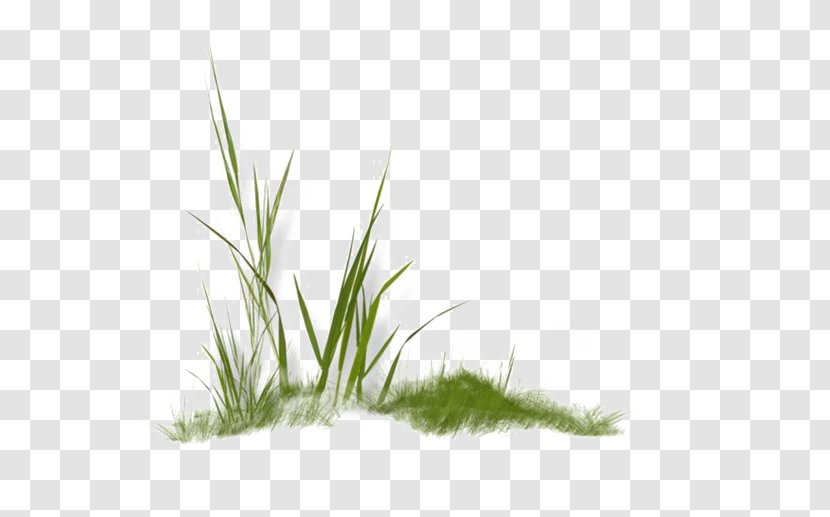 Clip Art - Tree - Green Grass Transparent PNG