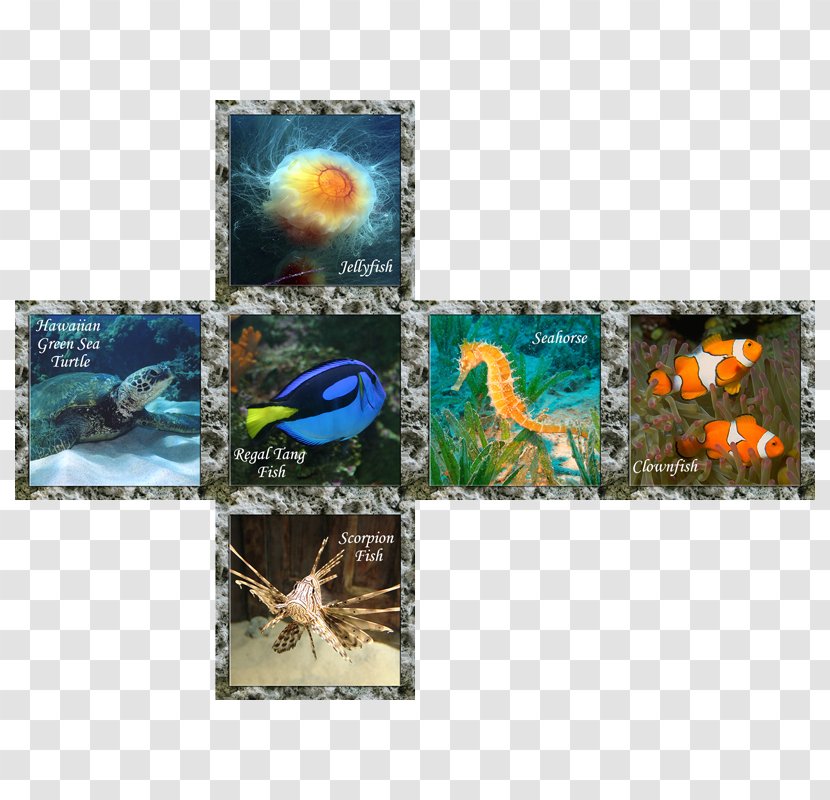 Flora Fauna Organism Marine Biology 0 - Sea World Transparent PNG