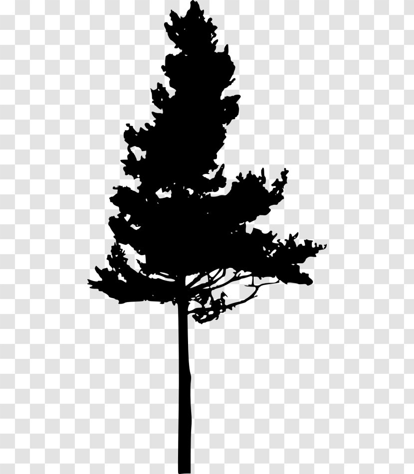 Silhouette Eastern White Pine Pinus Nigra Tree - Monochrome Transparent PNG