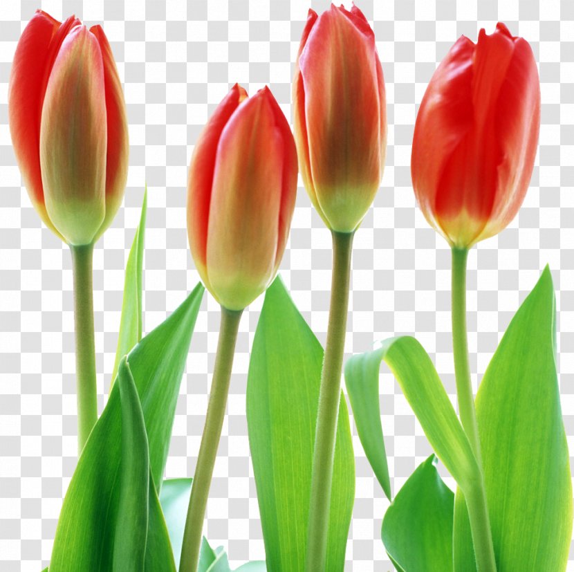 Tulip Flower Desktop Wallpaper Clip Art Transparent PNG