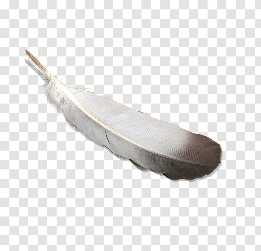 Bird Feather Quill Pen Transparent PNG