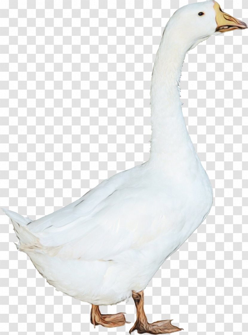Bird Water Goose Duck Beak - Waterfowl - Tundra Swan Snow Transparent PNG