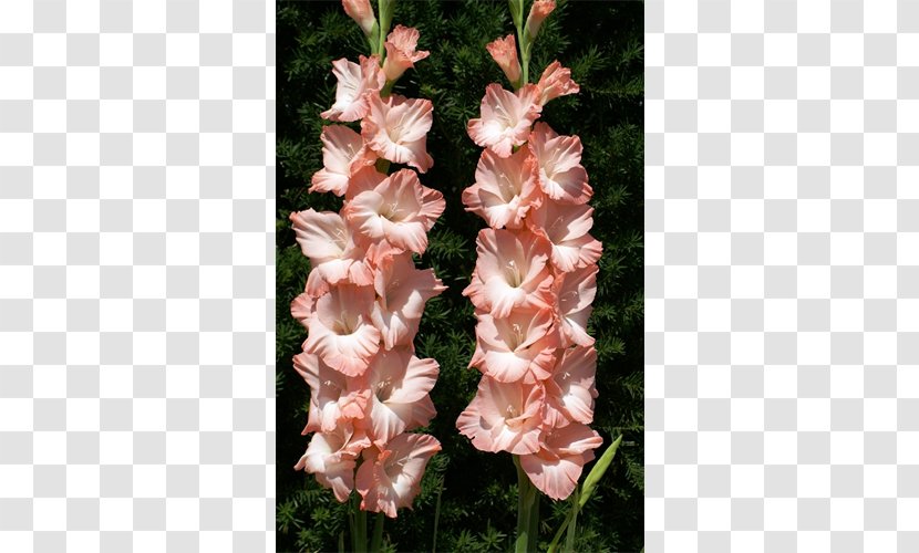 Gladiolus Flower Iridaceae Plant Lilium - Bulb Transparent PNG