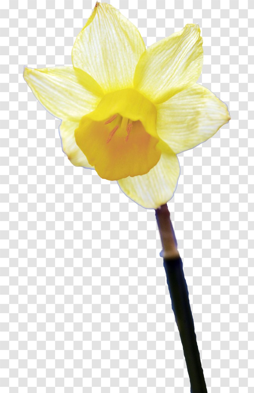 Amaryllis Belladonna Narcissus Flower Petal Plant Stem - Family Transparent PNG