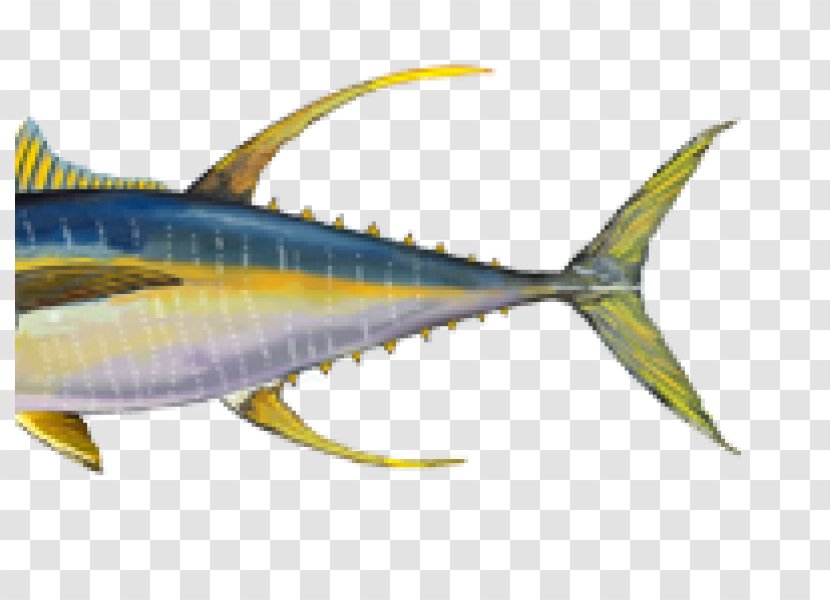 Bigeye Tuna Yellowfin Atlantic Bluefin Skipjack Fish - Rayfinned - Bonyfish Transparent PNG