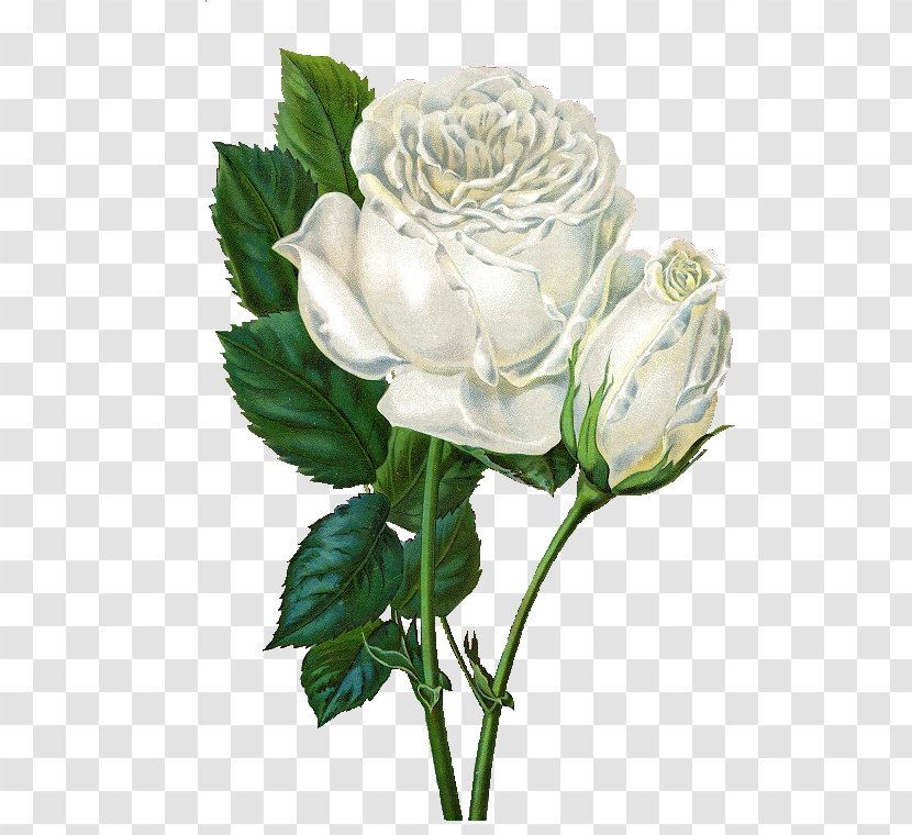 Rose Clip Art - Garden Roses - White Transparent PNG