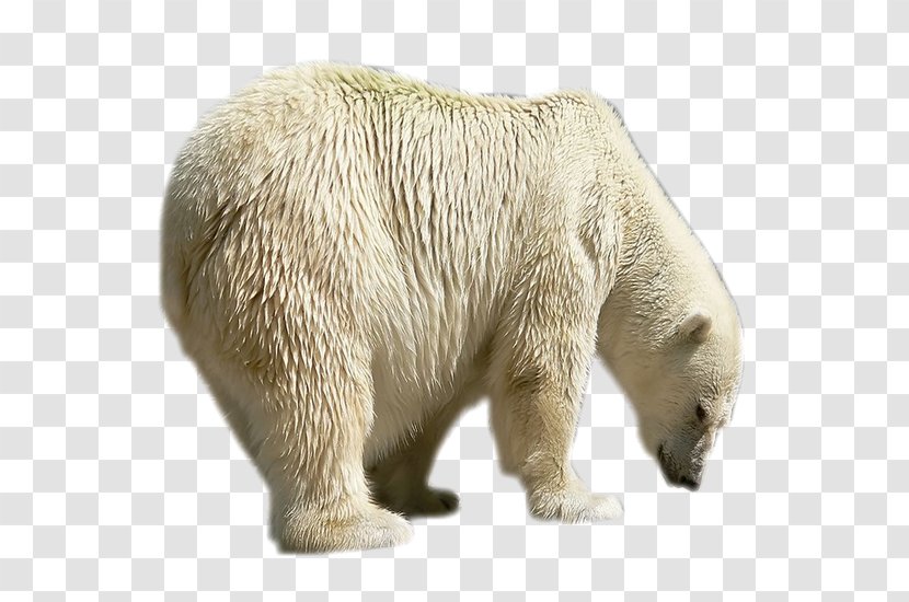 Polar Bear Brown Painting Transparent PNG