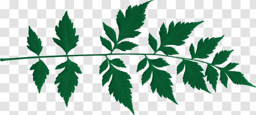 Twig Plant Stem Leaf Font Transparent PNG