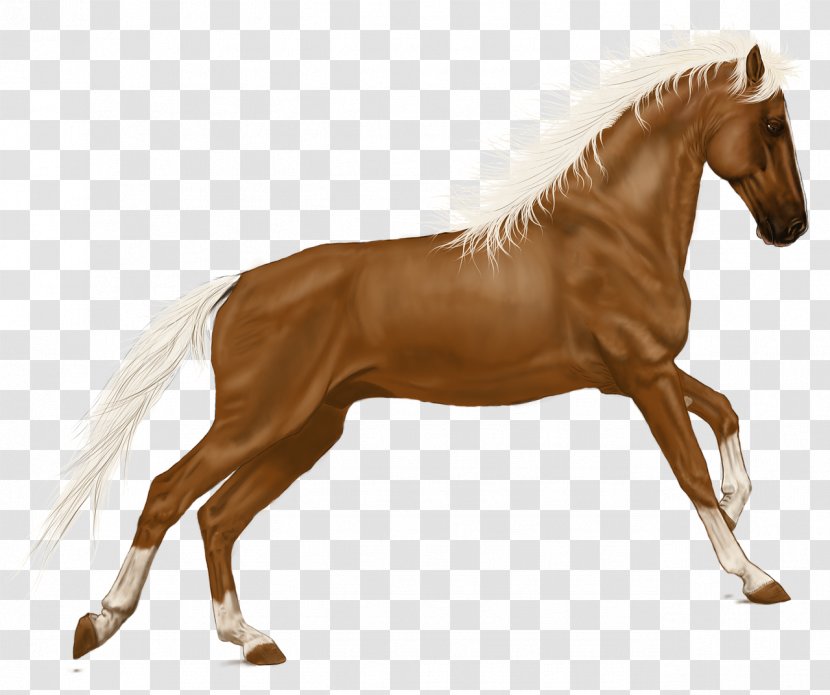 Horse Pony Clip Art Image Transparent PNG