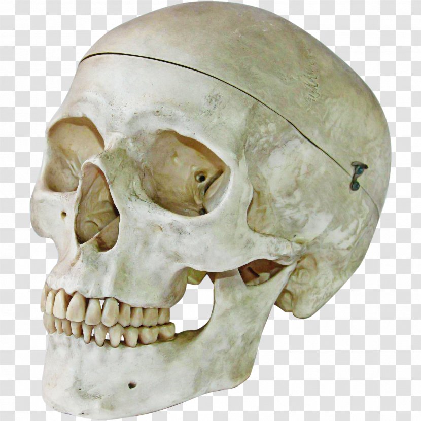 Bone Skull Jaw Head Skeleton - Ear - Mouth Transparent PNG