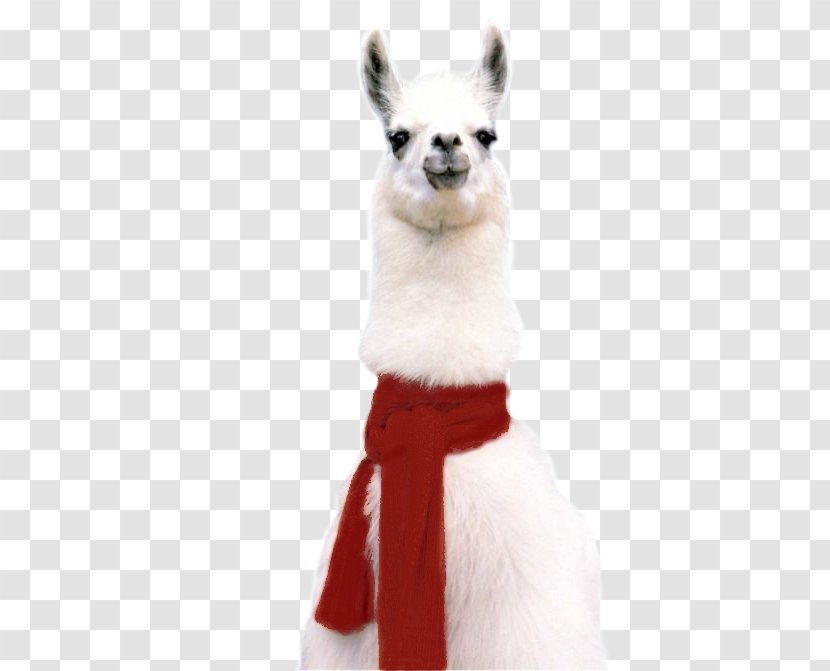 Llama T-shirt Alpaca Sticker Hoodie - Camel Like Mammal - Samoyed Dog Transparent PNG