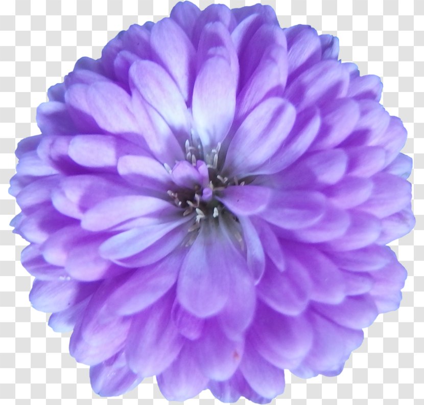 Purple Flower Violet Lilac Petal - Chrysanths - Vektor Transparent PNG