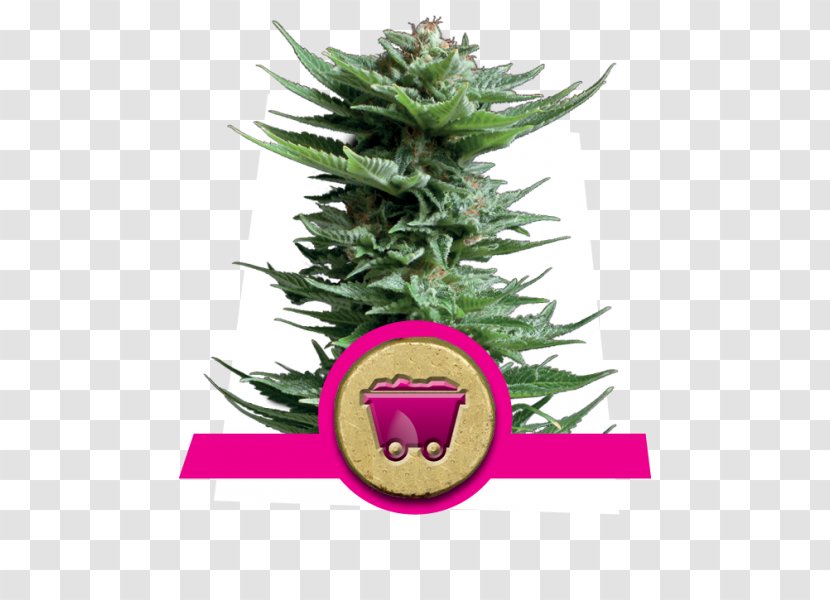 Haze Cannabis Sativa Seed Skunk - Frame - Northern Lights Transparent PNG