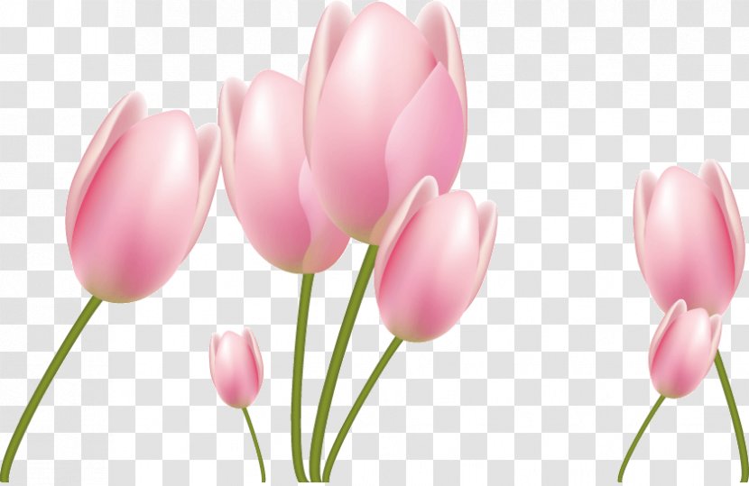 Tulip Flower Euclidean Vector - Flowering Plant Transparent PNG