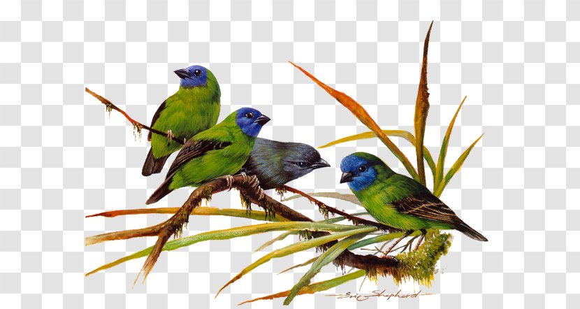 Birds Of Asia Green Paint By Number Color - Bird Transparent PNG