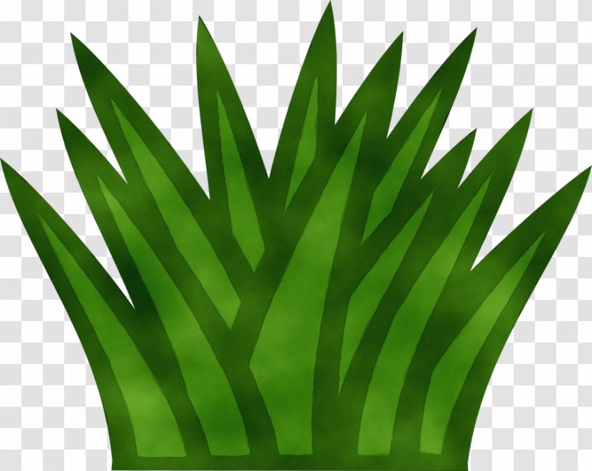 Palm Tree Drawing - Grasses - Vascular Plant Stem Transparent PNG