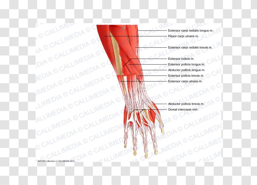 Thumb Forearm Muscle Anatomy Wrist - Silhouette - Hand Transparent PNG