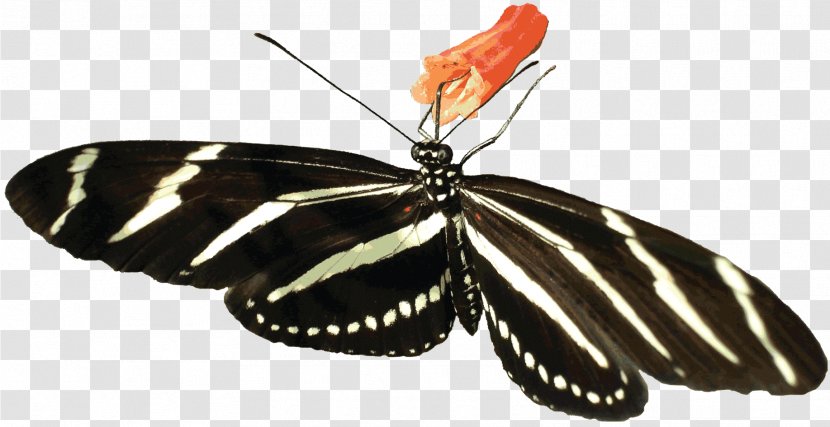 Butterfly Insect Clip Art - Black And White - Zebra Transparent PNG
