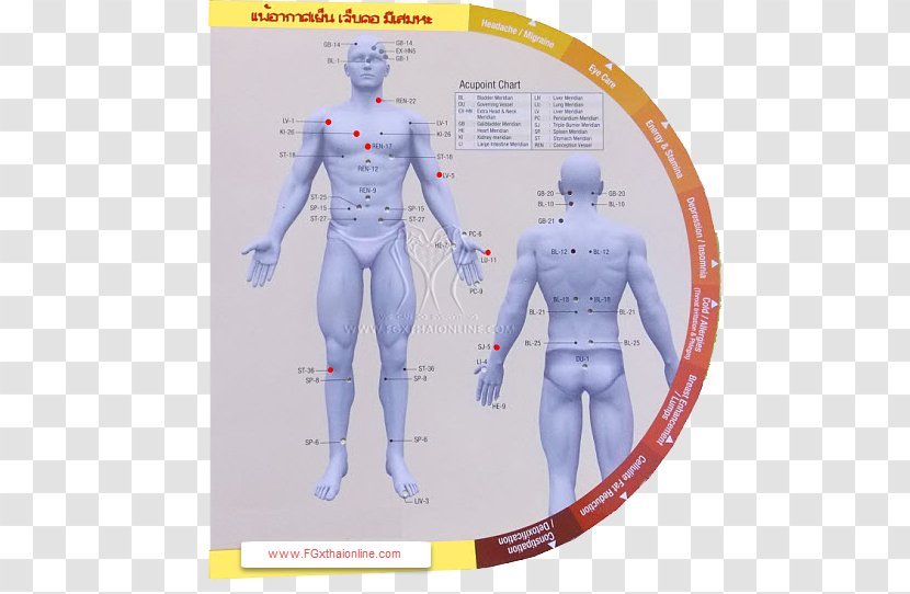 Cellulite Migraine Disease Muscle Symptom - Cartoon - Frame Transparent PNG