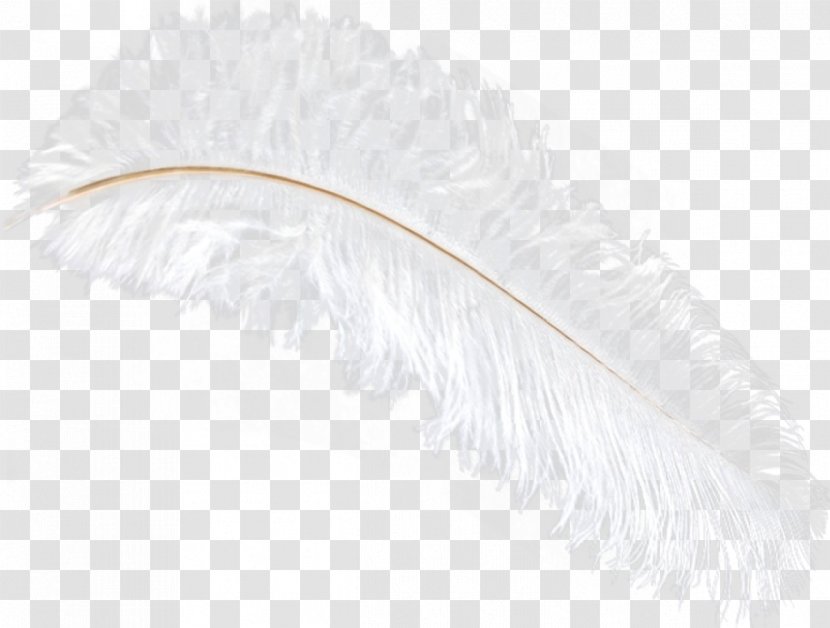 Feather Quill - Ostrich Transparent PNG