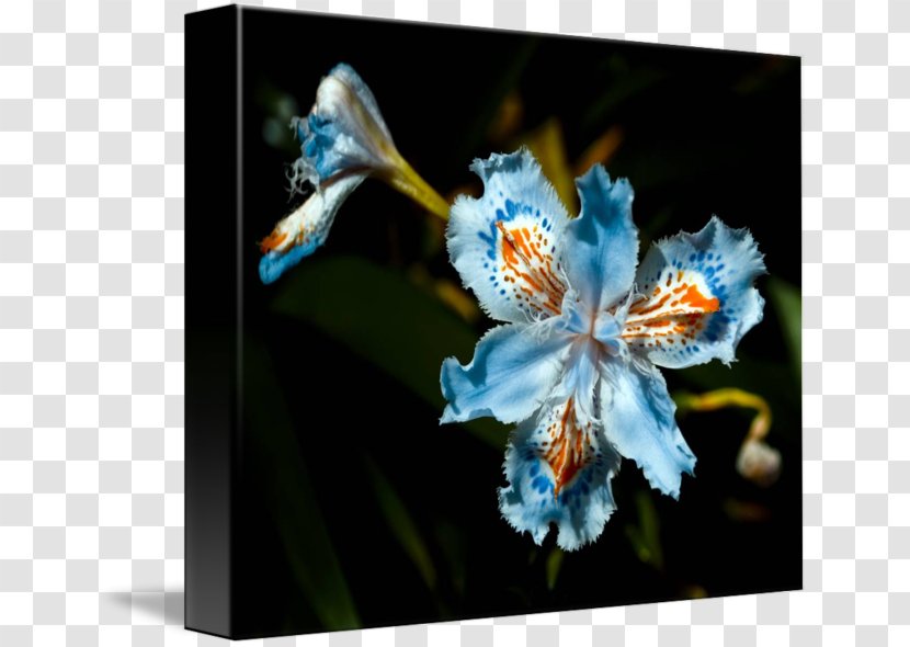 Flower Plant Pollinator Petal Iridaceae - Iris - Beautiful Lily Transparent PNG