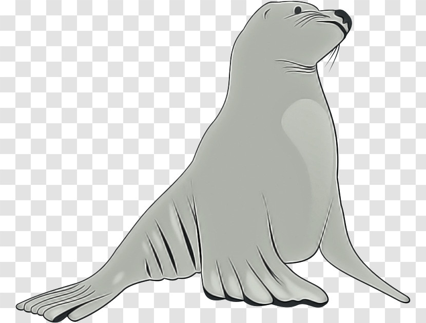 Seal California Sea Lion Fur Seal Walrus Earless Seal Transparent PNG