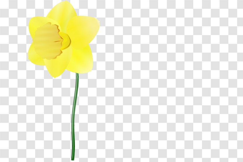 Yellow Flower Plant Petal Narcissus - Stem Amaryllis Family Transparent PNG