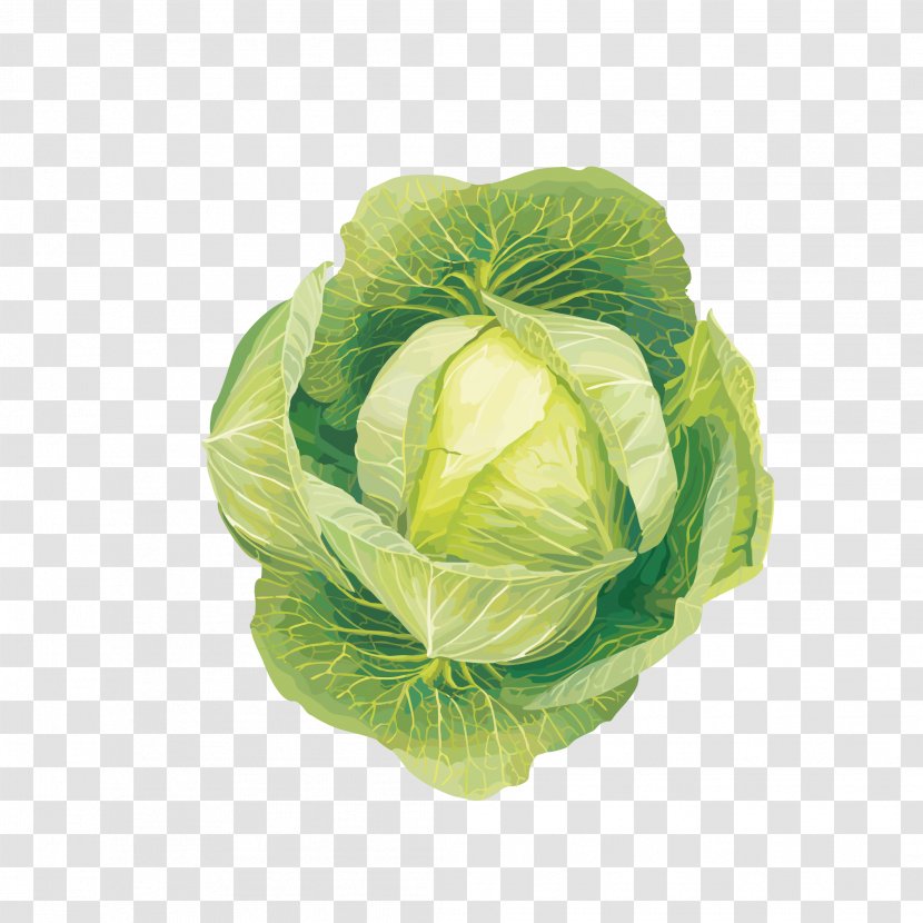 Crop Rotation Agriculture Market Garden Container Plant - Raisedbed Gardening - Fresh Cabbage Transparent PNG