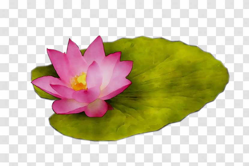 Sacred Lotus Pink M Leaf Lotus-m RTV - Rtv Transparent PNG