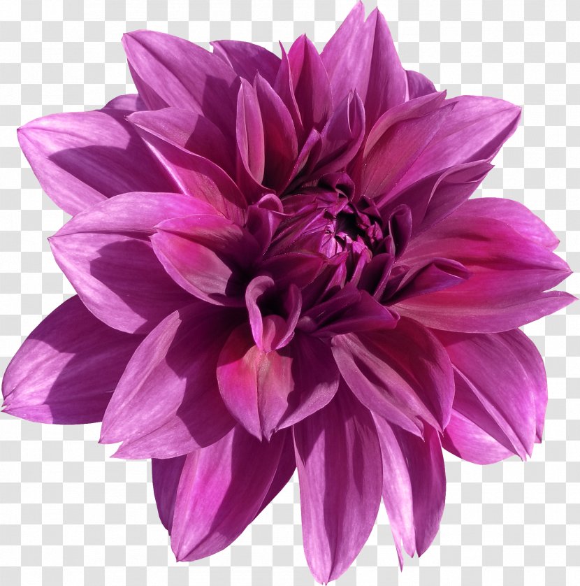 Cut Flowers Aster Daisy Family Seed - Petal - Flower Transparent PNG