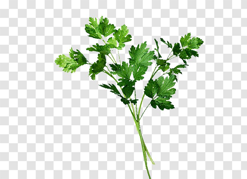 Coriander Parsley Leaf Vegetable - Plant Stem - Leaves Transparent PNG