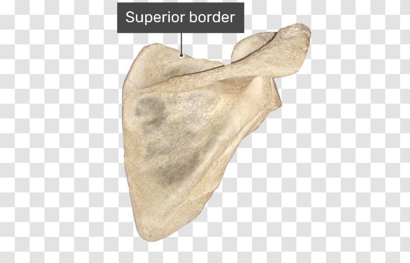 Spine Of Scapula Supraspinatous Fossa Infraspinatous Infraglenoid Tubercle - Smart Border Transparent PNG