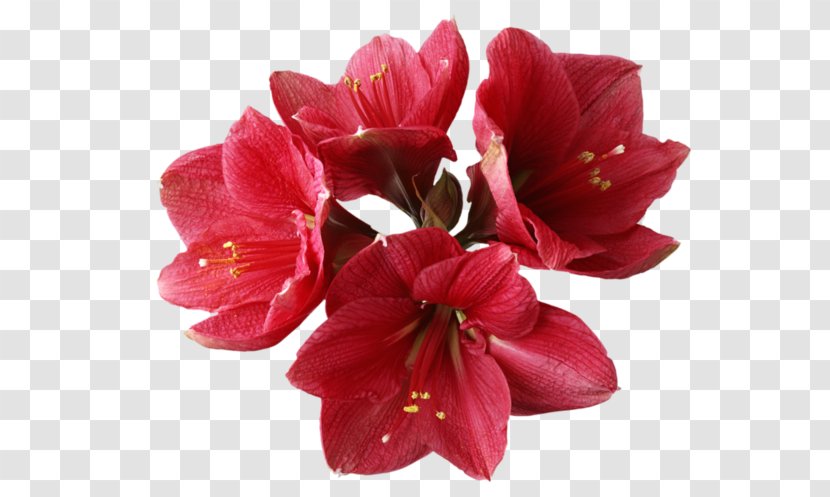 Orchids Flower Clip Art - Rhododendron Transparent PNG