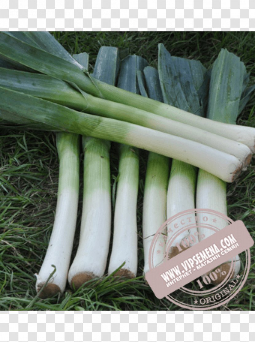 Ukraine Onion Leek Seed Price Transparent PNG